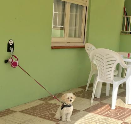 Dog waiting at the Camping & Bungalows Valldaro