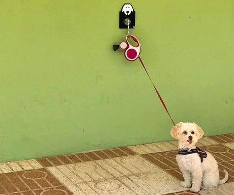 Dog tied up waiting in the campsite sunsets