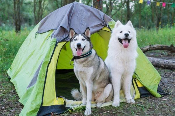 Camping for dogs in Catalonia