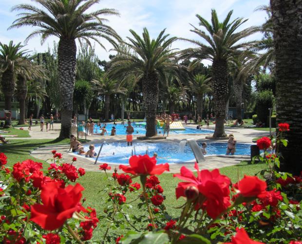 Garden with palm trees in the pool area